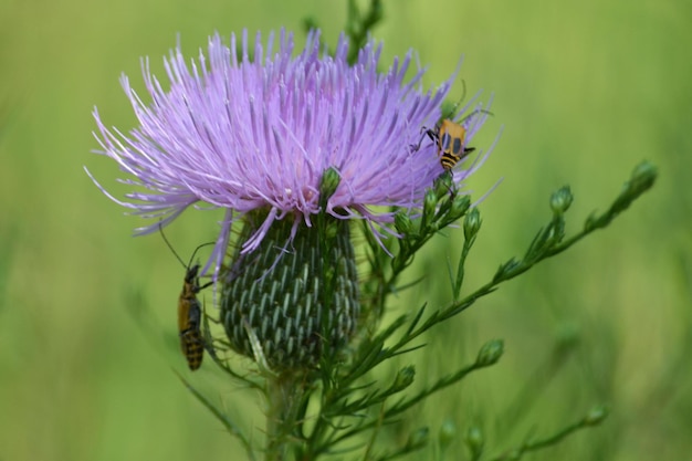 Foto prossimo piano degli insetti sul cardo