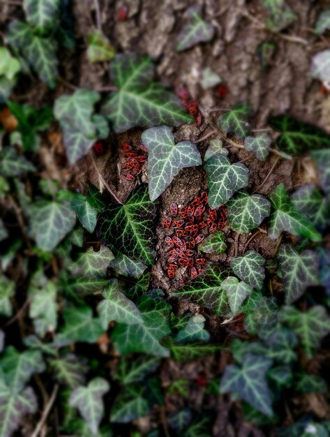 Photo close-up of insects on tree