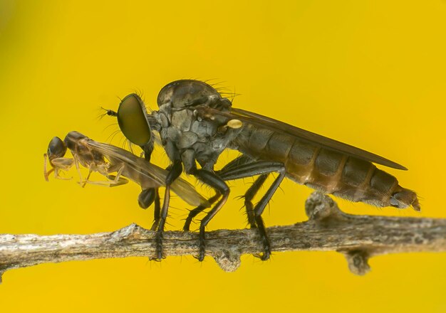 Foto close-up di insetti su un ramo su uno sfondo giallo