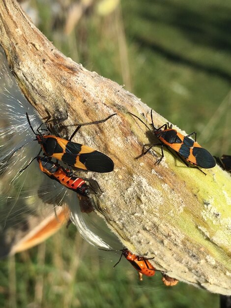 Photo close-up of insects on wood