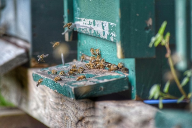 Close-up of insects on wooden surface