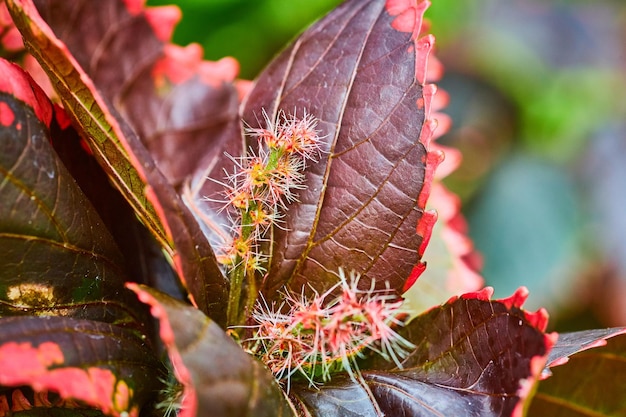 Close up of internal spiky stamen portion of colorful and exotic Acalypha Copper Plant