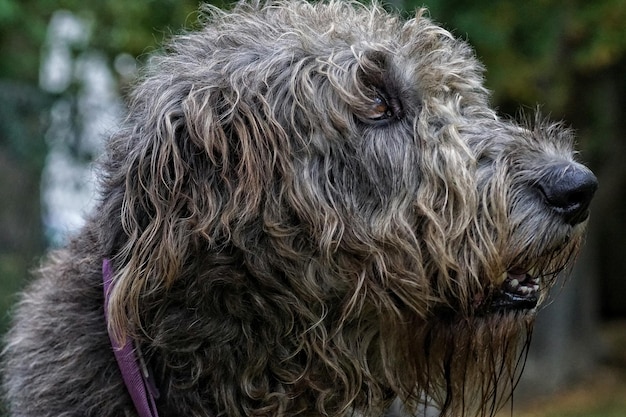 Close-up of irish wolfhound
