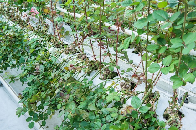 温室内の灌漑用ベッドのクローズアップ。バラを育てる産業温室