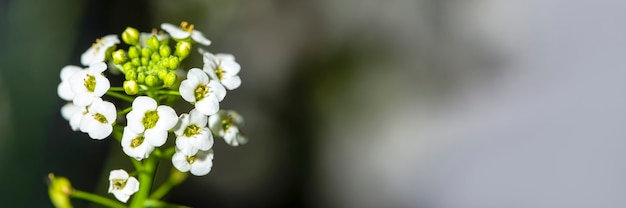 Close-up is a small white alyssum. close-up of blooming white lobularia with place for text and copy space