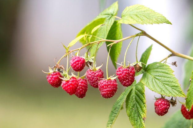 Close-up of isolated lit by summer sun growing branch of beautiful ripe red juicy raspberries with fresh green leaves