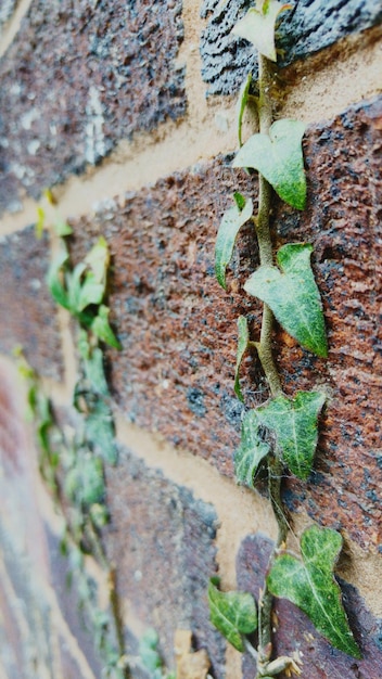 Photo close-up of ivy on brick wall