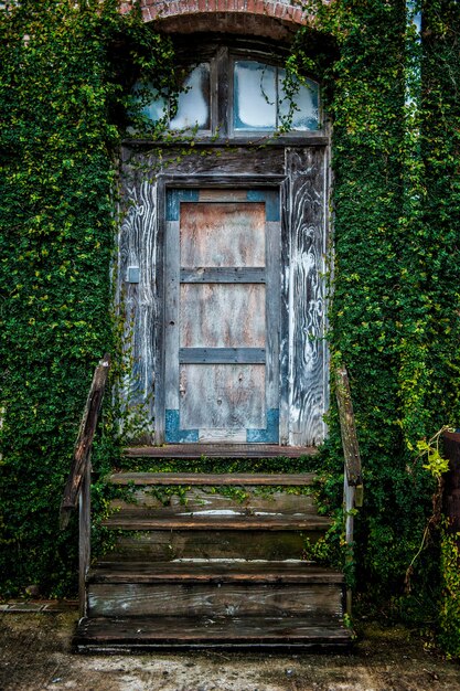 Foto close-up di edera che cresce su un edificio abbandonato