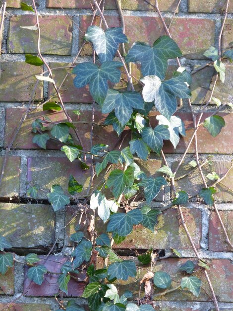 Photo close-up of ivy growing on plant