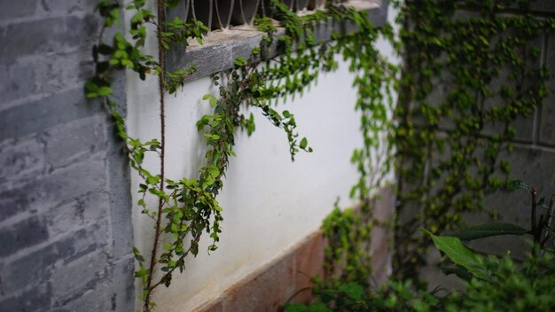 Photo close-up of ivy growing on plant