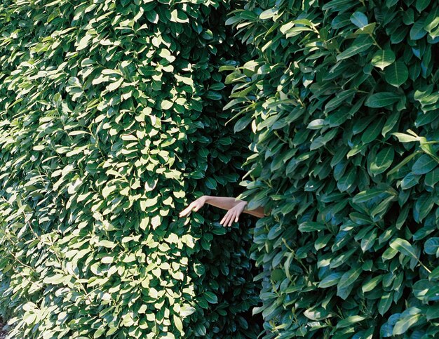 Close-up of ivy growing on plant