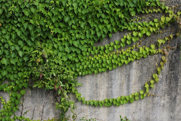 Close-up of ivy growing on plant