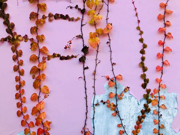 Close-up of ivy growing on tree against sky