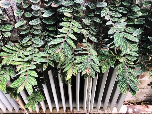 Close-up of ivy growing on tree covered field