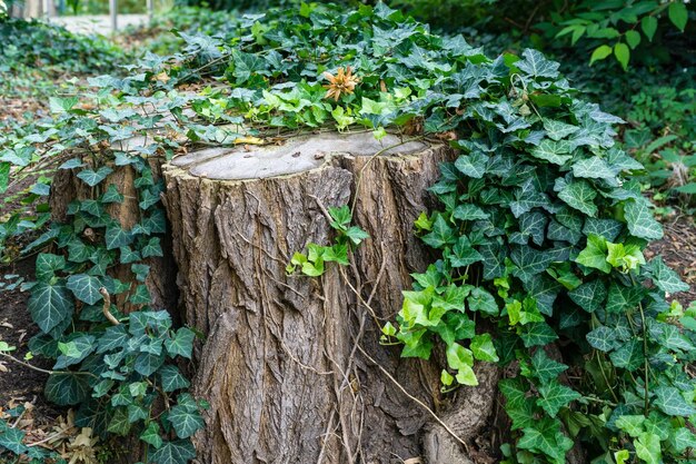 Foto close-up di edera che cresce sul tronco di un albero nella foresta