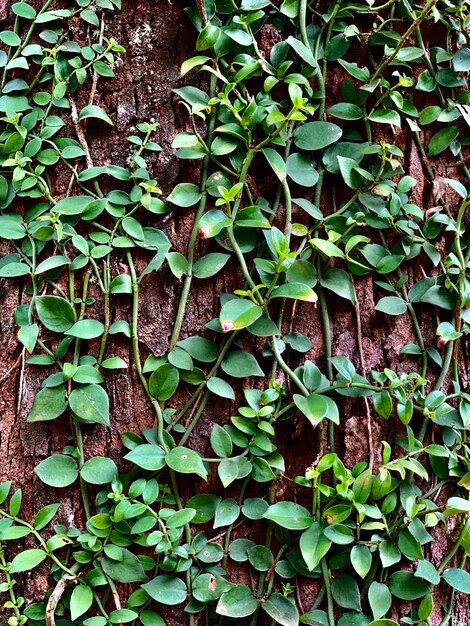 Photo close-up of ivy growing on tree trunk