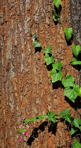 Close-up of ivy growing on tree trunk