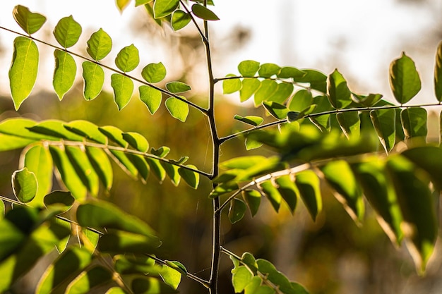 Close-up of ivy growing on tree