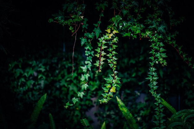 Photo close-up of ivy growing on tree