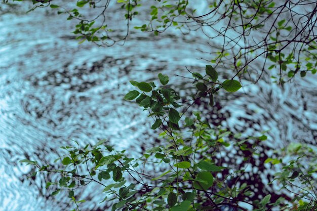 Foto prossimo piano dell'edera che cresce sull'albero