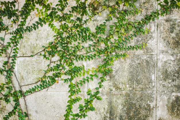 Foto prossimo piano dell'edera che cresce sul muro