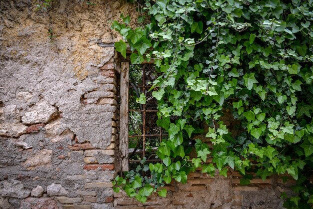 Foto prossimo piano dell'edera che cresce sul muro