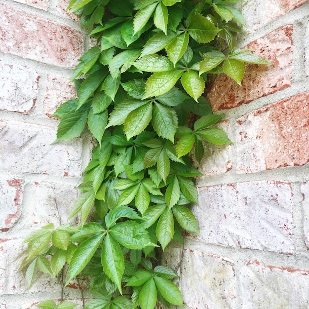 Foto prossimo piano dell'edera che cresce sul muro