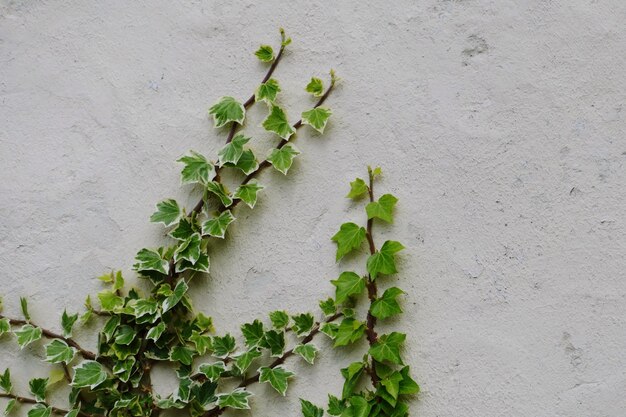 Foto prossimo piano dell'edera che cresce sul muro