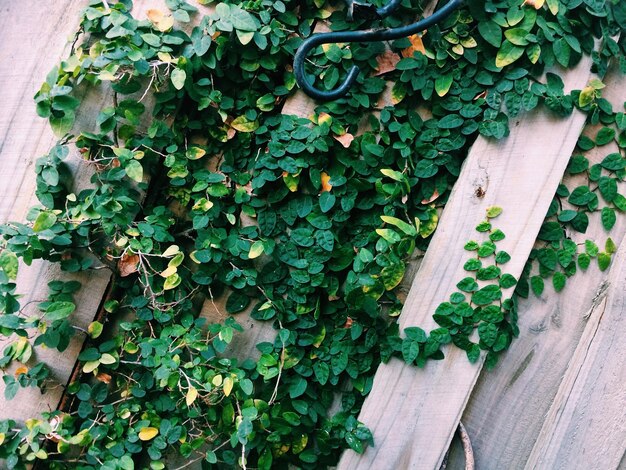 Photo close-up of ivy growing on wood