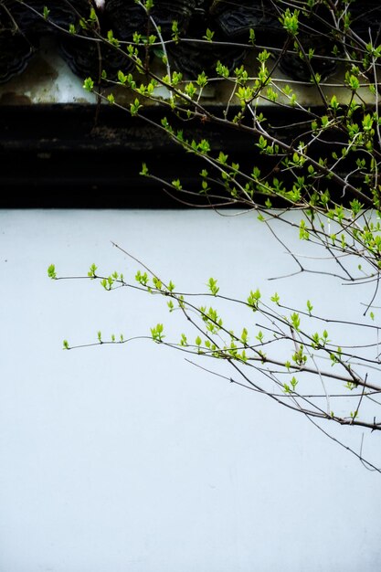 Close-up of ivy on plant