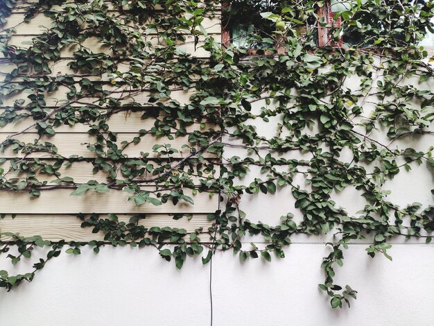 Photo close-up of ivy on wall