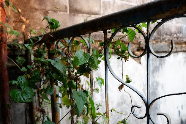 Photo close-up of ivy on wall