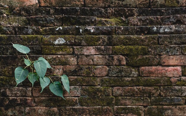 Foto prossimo piano dell'edera sul muro