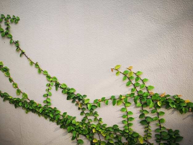 Photo close-up of ivy on wall