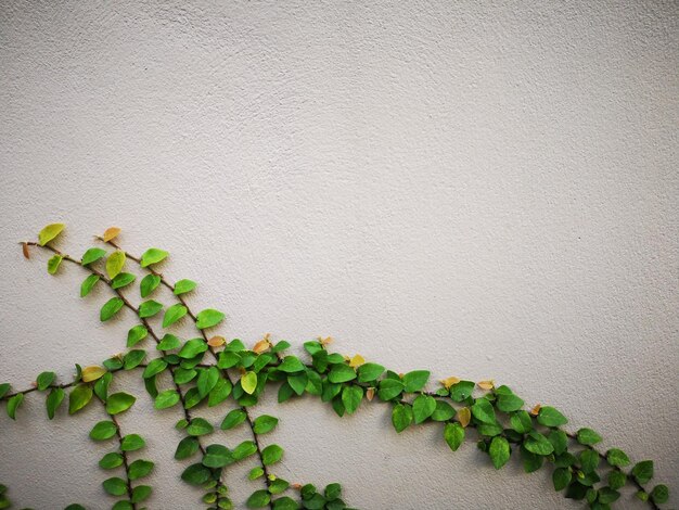 Photo close-up of ivy on wall