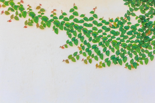 Photo close-up of ivy on white wall