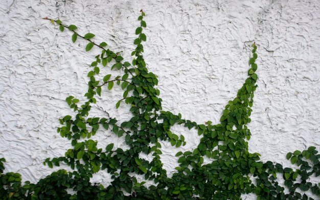 Photo close-up of ivy on white wall