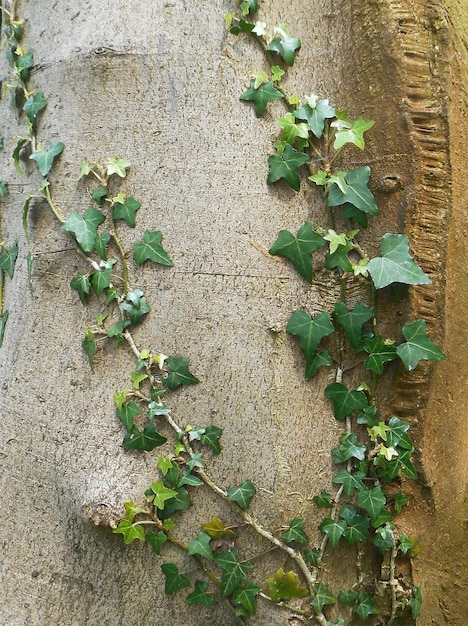 Photo close-up of ivy