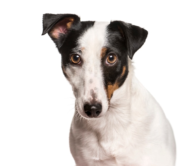 Close-up of Jack Russel Terrier dog, cut out