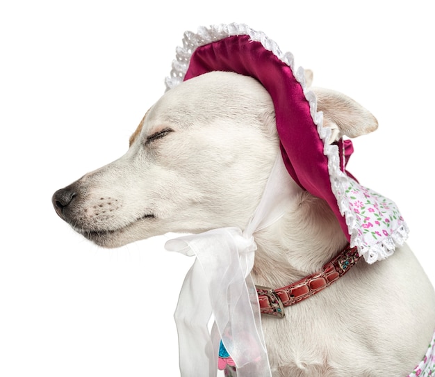 Photo close-up of a jack russel wearing a hat isolated on white