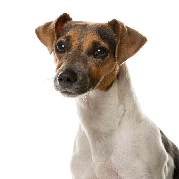 Close-up of a Jack Russell in front of a white wall