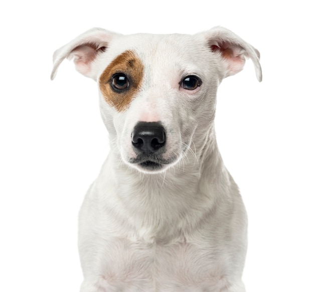 Close-up of a jack Russell, isolated on white