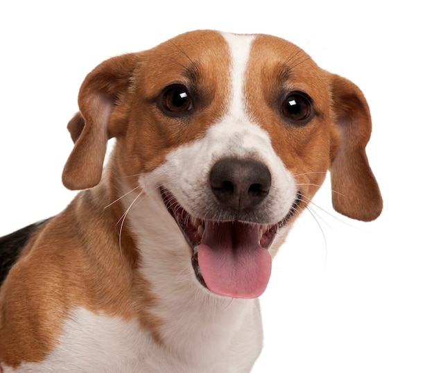 Close-up of Jack Russell Terrier, 1 year old,