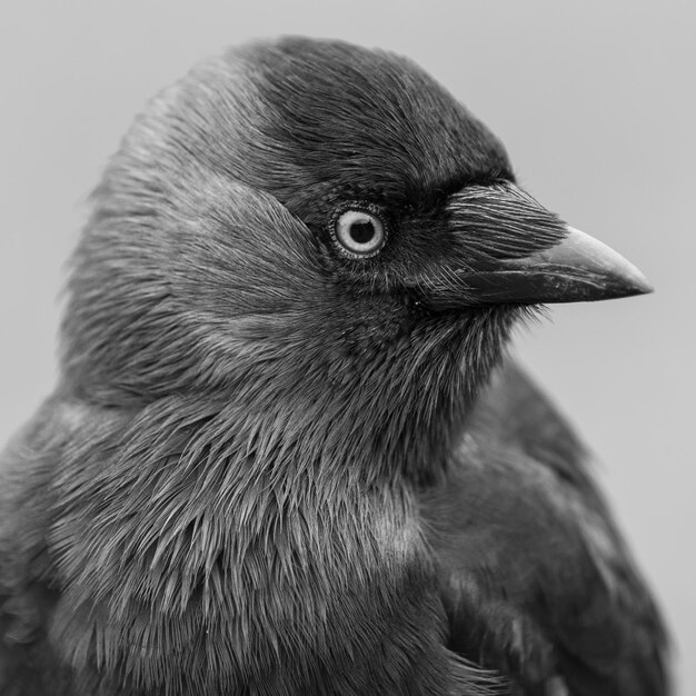 Foto prossimo piano dell'uccello jackdaw