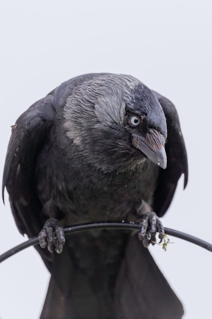 Photo close-up of jackdaw