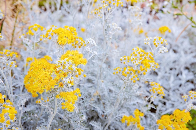 Close up of jacobaea maritima, commonly known as silver ragwort