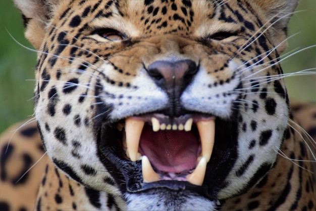 Photo close-up of jaguar