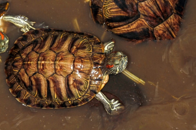 Close up  japan turtle in mini pool