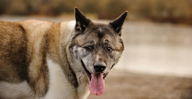 Close-up of japanese akita sticking out tongue