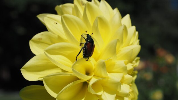 花の破壊的な害虫である日本の甲虫のクローズアップ